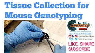 Tissue Collection for Mouse Genotyping [upl. by Yentiw252]