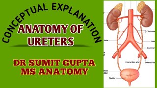 URETER  ANATOMY [upl. by Wiese]