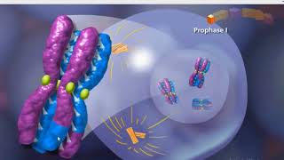 Meiosis animation [upl. by Humfrid356]