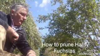 How to prune Hardy Fuchsias [upl. by Lavern]