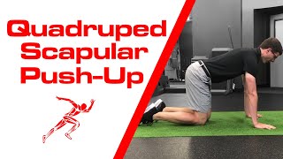 Quadruped Scapular PushUp [upl. by Eelyma]