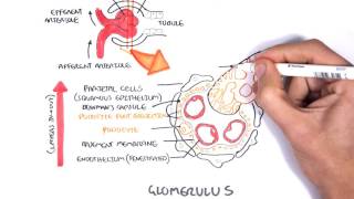 Glomerulonephritis Causes Signs and Symptoms Diagnosis and Treatment [upl. by Leifer]