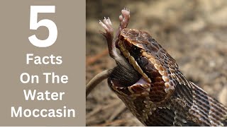 5 FACTS ABOUT WATER MOCCASIN [upl. by Llerehc451]