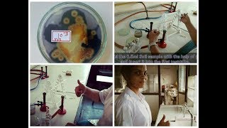 Screening of amylase producing organism [upl. by Frangos]