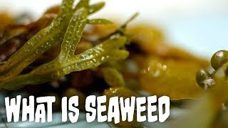 What is seaweed  Seaweed Part 1 [upl. by Birgit]