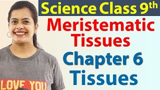 Meristematic Tissues  Plant Tissues  Chapter 6  Tissues  Science Class 9 [upl. by Traci610]