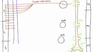 Autonomic Nerves of the Abdomen [upl. by Attenov]