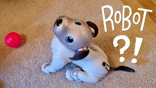 Our New Dog AIBO Pet Replacement Robot [upl. by Medardas]