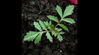 Growing Marigolds From seed to 1 month [upl. by Inaffit603]