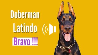 Doberman Latindo muito Bravo Latindo Alto [upl. by Anuaf]