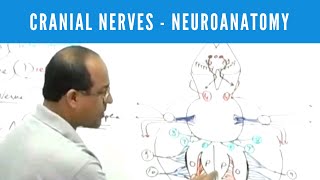 Cranial Nerves  Neuroanatomy [upl. by Alecram]