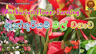 ඇන්තුරියම් මල් වගාව මුල සිට  How to grow Anthurium  Anthurium Mal Wagawa  Sinhala [upl. by Ahsenor626]