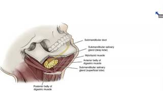 Submandibular and Sublingual Salivary Glands  Dr Ahmed Farid [upl. by Eusebio]