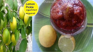 Easy amp Simple Lemon Pickle Recipe in Tamil  Elumichai Oorugai  Traditional Home Made Pickle [upl. by Alesig]