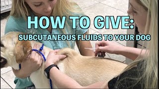 Subcutaneous SQ Fluid administration  DOG [upl. by Calise]