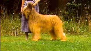 Briard  AKC Dog Breed Series [upl. by Morgen450]