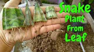 How to Grow Snake Plant  Sansevieria From Leaf Cutting [upl. by Sumetra3]