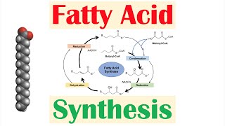 Fatty Acid Synthesis Pathway Overview Enzymes and Regulation [upl. by Yerrot]