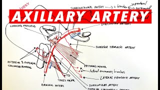 Anatomy  Axillary artery branches [upl. by Ikairik578]