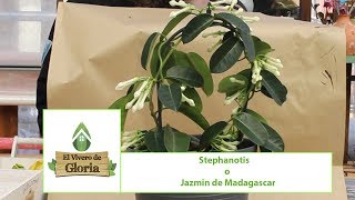 Stephanotis Jazmin de Madagascar [upl. by Prasad]