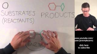 What Are Enzymes [upl. by Nikolai]