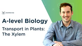 How Xylem Works in Plants [upl. by Secnarf]