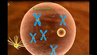 Mitosis 3D Animation Mitosis Cell division [upl. by Emile]