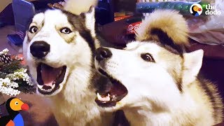 Husky Dogs Howling and Singing Compilation  The Dodo [upl. by Airebma]