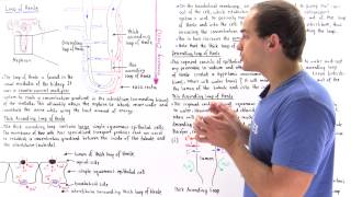 Countercurrent Multiplier System and Loop of Henle [upl. by Botnick]