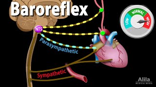 Baroreflex Regulation of Blood Pressure Animation [upl. by Linson]