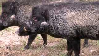 New Visayan Warty Pigs  Cincinnati Zoo [upl. by Aplihs]