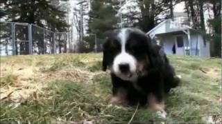 Dogs 101  Bernese Mountain Dog [upl. by Torrey]