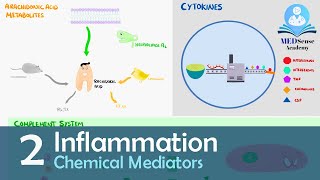 Chemical Mediators of Inflammation [upl. by Ecinna]