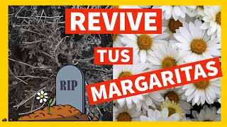 🌼 Como REVIVIR tu MARGARITA MUERTA ⚰️ Casi 💧 CUIDADOS de las MARGARITAS  PODA ABONO Como y Cuando [upl. by Gershon635]