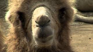 Bactrian Camel  Cincinnati Zoo [upl. by Drofnats]