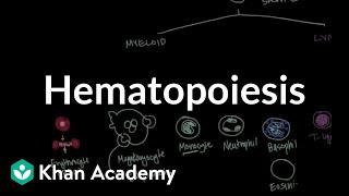 Hematopoiesis  Hematologic System Diseases  NCLEXRN  Khan Academy [upl. by Sanez]