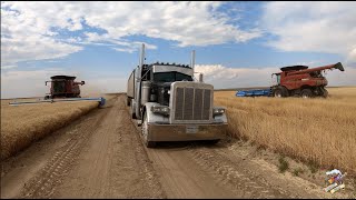 The Best Wheat Harvest Video on YouTube [upl. by Adnorrehs]