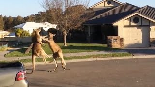 Watch Dramatic kangaroo fight unfolds on suburban Australia street [upl. by Enaoj]