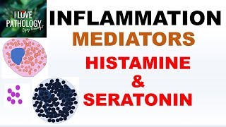 INFLAMMATION Part 4 Chemical Mediators HISTAMINE amp SEROTONIN [upl. by Carr456]