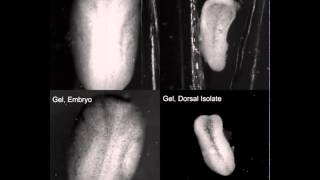 Xenopus Germ Layer Origins Oocyte to Grey Crescent [upl. by Krystin319]