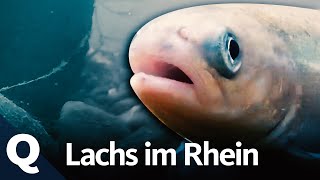 Hoffnung für den Lachs im Rhein  Quarks [upl. by Zhang]