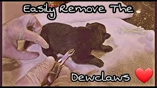 Removing A Pups Dewclaws 101  No Blood and Pain Free Dewclaw removal  Ayers Legends [upl. by Rockafellow356]