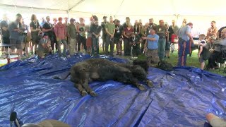 quotBuffalo Breakdownquot showcases ceremonial bison butchering [upl. by Debor982]