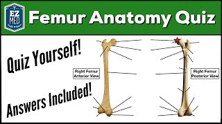 Femur Bone Anatomy Quiz Labeled Diagram [upl. by Croteau299]