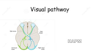 Dr Najeeb  Visual pathway [upl. by Ahsik]