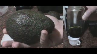 Cómo hacer aceite de aguacate o palta casero  avocado oil  DIY [upl. by Plantagenet]