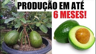 Como ter abacateiro em vaso produção em até 6 meses [upl. by Asilanna2]