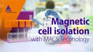 Magnetic cell isolation with MACS Technology [upl. by Ramso]