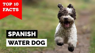 Everything You Need to Know About Portuguese Water Dogs Part 1 [upl. by Zampino]