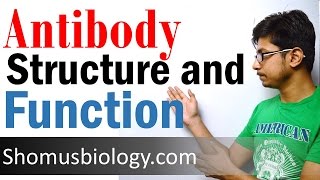 Antibody structure and function [upl. by Dwinnell]